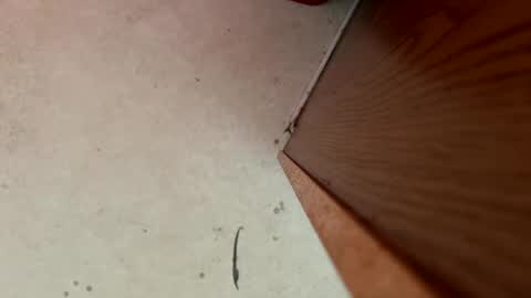 Snapshot of dragonman1219 chatting on 01.13.25 dragonman1219 online show from 01.13.25