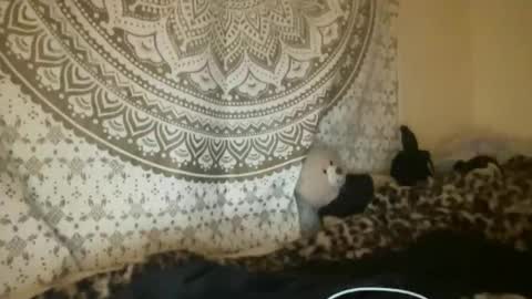 Snapshot of dream1girl_ chatting on 04.09.26 ur dream girl online show from 04.09.26