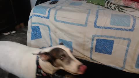 dreamreal online show from 10.12.25