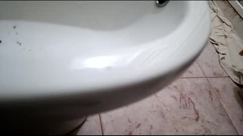 dthedog12 online show from 02.24.25