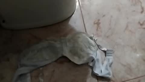 dthedog12 online show from 09.24.25