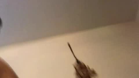 ducebabydee online show from 02.18.26