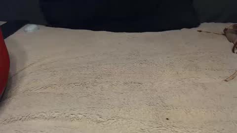 elgsslt online show from 02.28.26