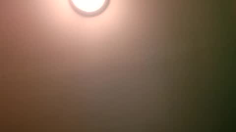 experttreecompany online show from 04.12.26