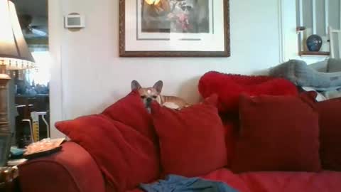 falconbator8 online show from 12.03.24