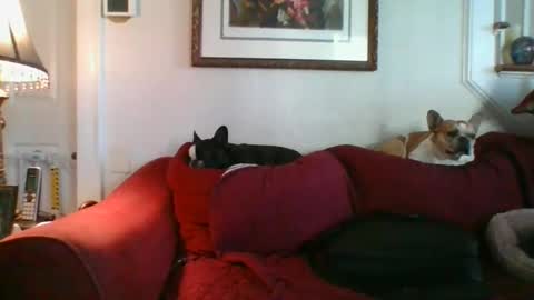 falconbator8 online show from 12.09.24