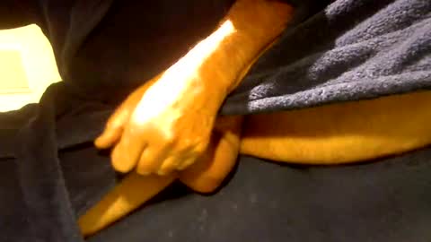 fastoys aka ...what ever.. online show from 03.19.26