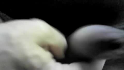 felicaste online show from 09.17.25