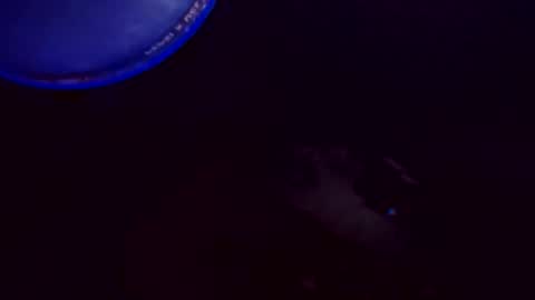 flashitorelindo online show from 11.24.25