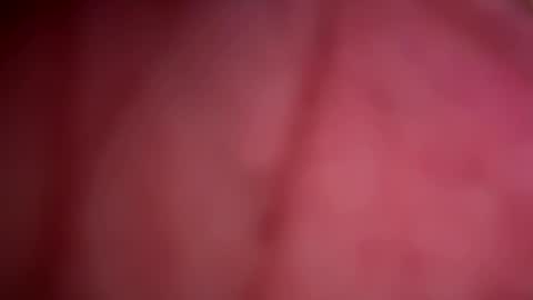 Snapshot of forbiddenalpha chatting on 05.13.26 ForbiddenAlpha online show from 05.13.26