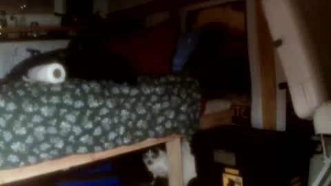 Snapshot of forestnymphpdx chatting on 11.14.25 forestnymphpdx online show from 11.14.25