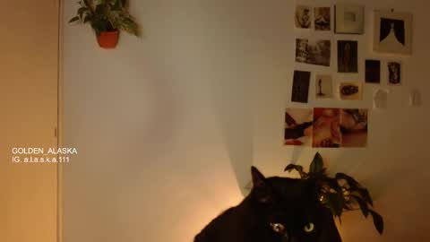 Snapshot of golden_alaska chatting on 11.05.25 Alaska online show from 11.05.25