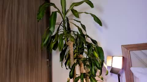 Hailey online show from 02.10.26