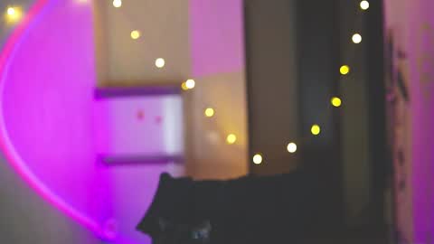 happy_cat_house2 online show from 12.11.24