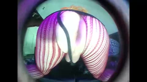 hardkoregigi online show from 09.19.25