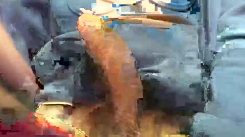 hotdick4200 online show from 11.19.25