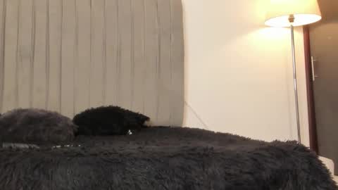 Snapshot of im_oleider chatting on 02.28.26 oleider dont forget your thumbs up online show from 02.28.26