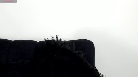 Angelica online show from 04.15.26