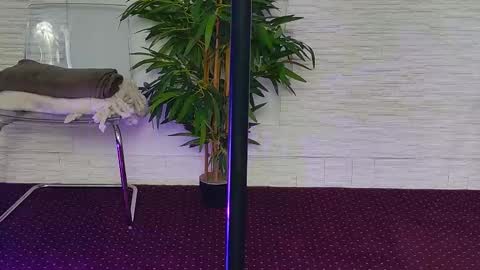 Celine online show from 11.03.25