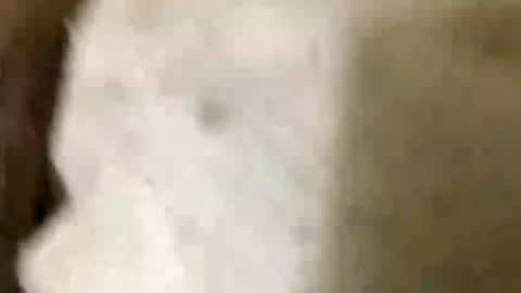 Snapshot of jaaltar chatting on 01.08.26 Jaaltar online show from 01.08.26