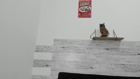 Jaycreedd online show from 11.11.25