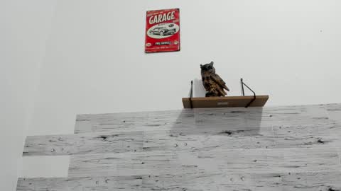 Jaycreedd online show from 11.25.25