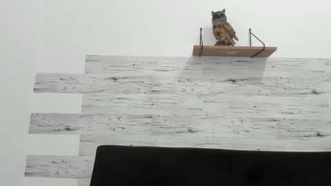 Jaycreedd online show from 11.28.25