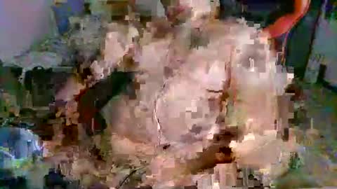 juteja online show from 09.13.25