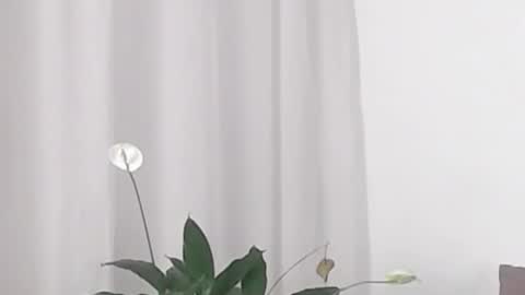 Snapshot of katejolie chatting on 02.19.25 Help me with rate thanks online show from 02.19.25