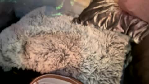 Kissah Kreampuff online show from 12.29.24