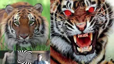 Snapshot of kodiakpm1 chatting on 12.03.24 kodiakpm1 online show from 12.03.24