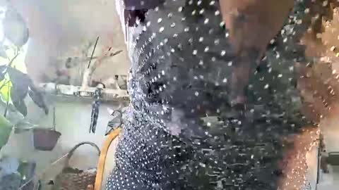 Snapshot of lacybell chatting on 02.25.26 lacybell online show from 02.25.26