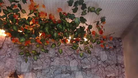 Lancelot Benwick online show from 01.07.25