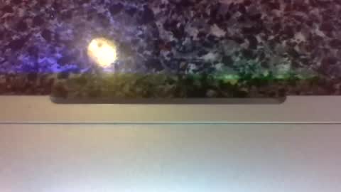 Lapuzzycat201923 online show from 01.14.25