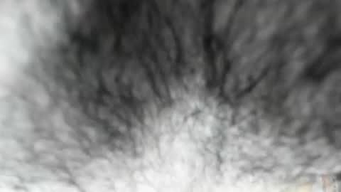 Zeus online show from 02.03.26