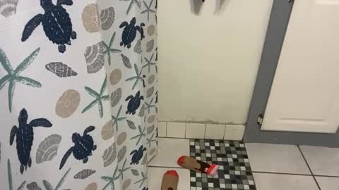 lazyladypug425146 online show from 12.15.25