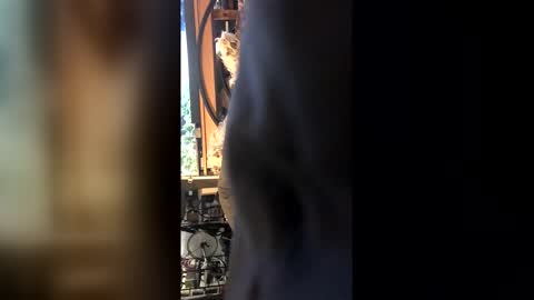 Leon online show from 02.27.26