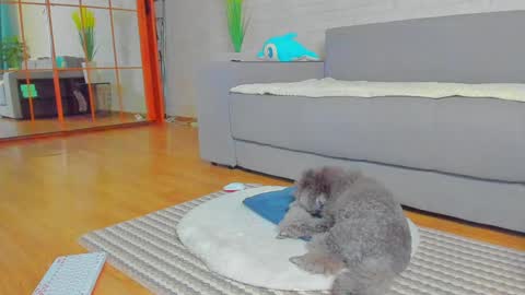 Snapshot of lilyt_007 chatting on 01.14.25 lilyt_007 online show from 01.14.25