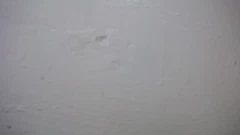 Snapshot of lisa_branch chatting on 10.27.25 lisa_branch online show from 10.27.25