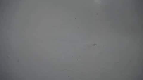 Snapshot of lisa_branch chatting on 11.16.25 lisa_branch online show from 11.16.25