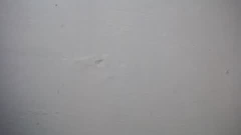 Snapshot of lisa_branch chatting on 11.27.25 lisa_branch online show from 11.27.25