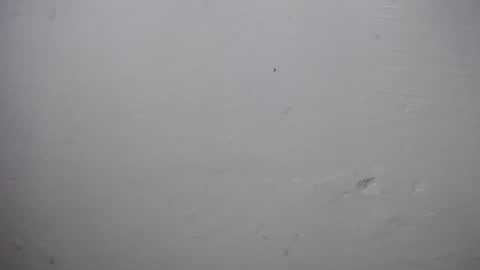 Snapshot of lisa_branch chatting on 11.28.25 lisa_branch online show from 11.28.25