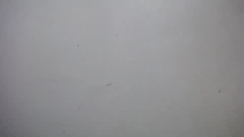 Snapshot of lisa_branch chatting on 01.07.26 lisa_branch online show from 01.07.26