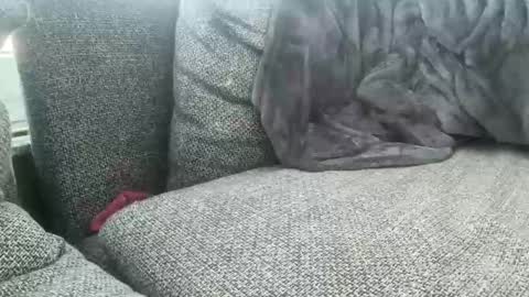 longjohnson94435702 online show from 03.02.25