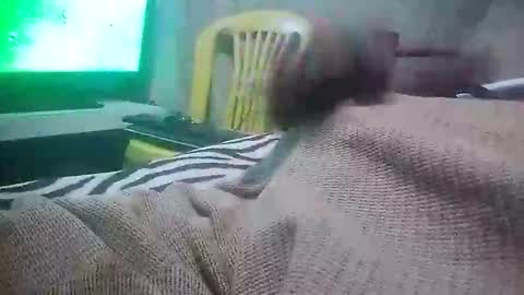 Snapshot of mad415264 chatting on 11.24.25 mad415264 online show from 11.24.25