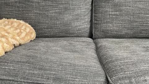 Snapshot of majortazer chatting on 02.17.25 majortazer online show from 02.17.25