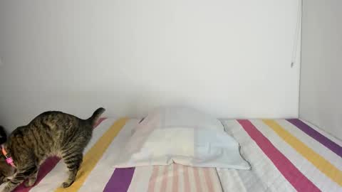 instagram  nueela   online show from 11.13.25