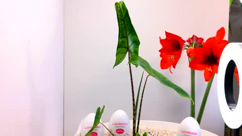 Snapshot of manup1977 chatting on 12.15.25 manup1977 online show from 12.15.25