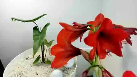 Snapshot of manup1977 chatting on 12.15.25 manup1977 online show from 12.15.25