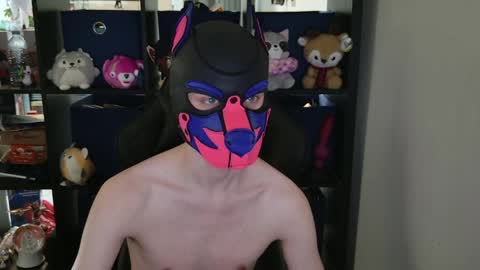 MellPUP online show from 04.29.26
